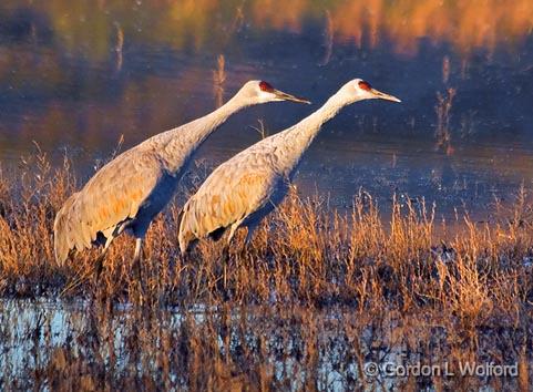 Craning Their Necks_73806.jpg - Sandhill Crane (Grus canadensis) photographed in the Bosque del Apache National Wildlife Refuge near San Antonio, New Mexico USA. 